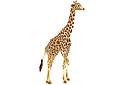 Eläinten maalaussapluunoita - Iso kirahvi