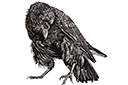 Eläinten maalaussapluunoita - Näköinen varis