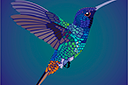 Ritmallar schabloner djur - Fågel Kolibri flygande