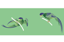 Ritmallar schabloner djur - Två stilfulla fåglar