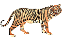 Elävä metsä sablonit - Tiikeri