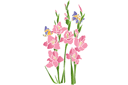 Stenciler olika motiv blommor - Gladiolus och fjärilar