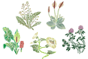 Stenciler olika motiv blommor - Vilda blommor 2