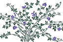 Sabluunat kukkien piirtämiseen - Karhunvatukka pensas