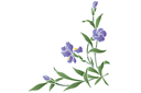 Stenciler olika motiv blommor - Iris vinkel