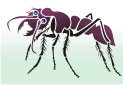 Hyönteissabluunat - iso muurahainen