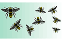 Eläinten maalaussapluunoita - Mehiläisten parvi