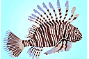 Koralliriuttan sabluunat - Leijonakala