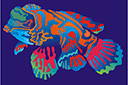 Eläinten maalaussapluunoita - Mandariinikala
