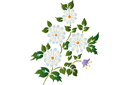 Sabluunat kukkien piirtämiseen - Kansantaiteellinen kimppu päivänkakkaroista