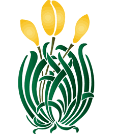 keltaiset tulppaanit - koristeluun tarkoitettu sapluuna