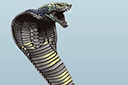 Suuri kobra - eläinten maalaussapluunoita