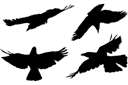 Fyra kråka - schablonmålning - siluetter