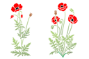 Ett par vallmor 47 - stenciler olika motiv blommor