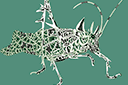 Markia hystrix - ritmallar schabloner djur Markia hystrix - ritmallar schabloner djur